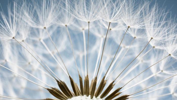 close up of dandelion seeds flower