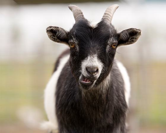 angry goat