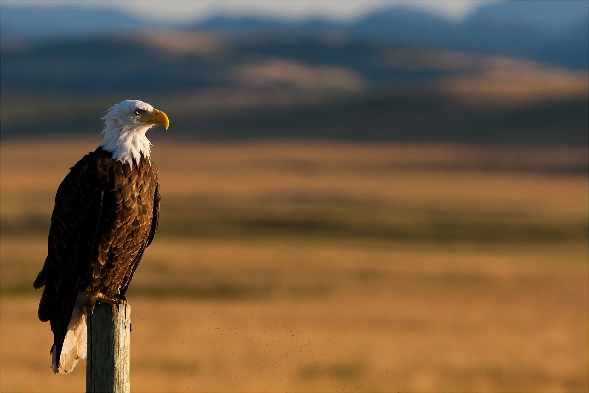 bald eagle