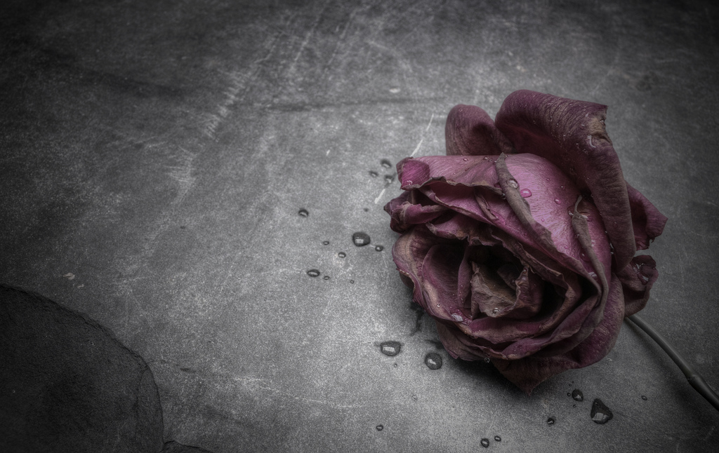 dead rose by wolfman570