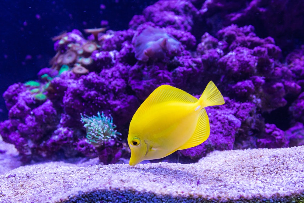 yellow saltwater fish